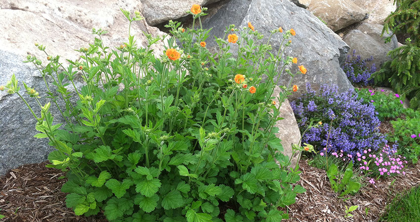 Natural rock plantings